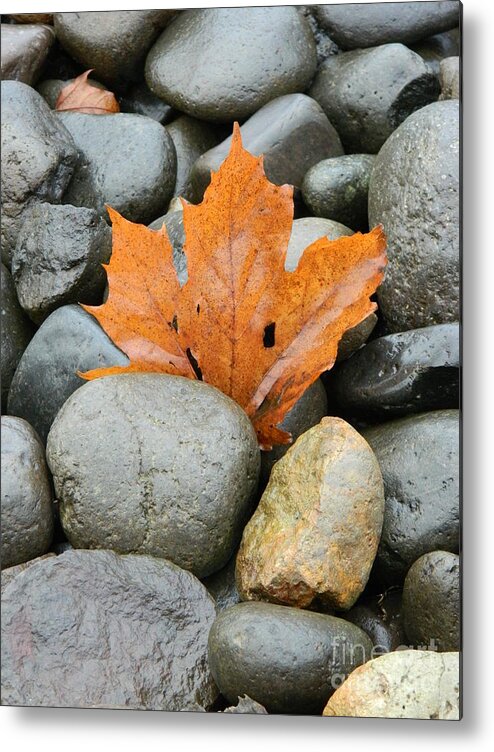 Autumn Metal Print featuring the photograph Trapped by Gallery Of Hope 
