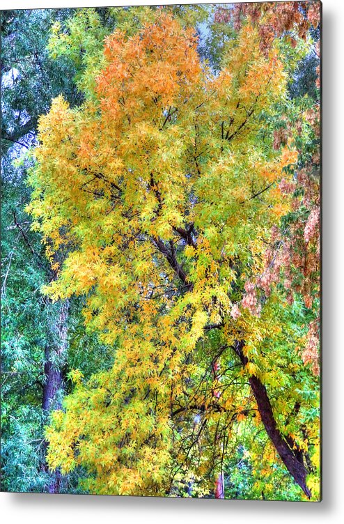 Tree Metal Print featuring the photograph Tree on Fountain Creek by Lanita Williams