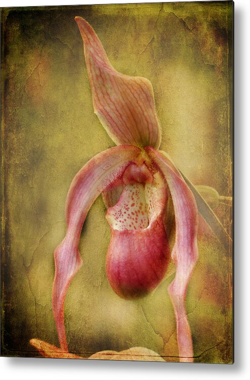 Orchid Metal Print featuring the photograph Tropical Enchantment by Blair Wainman