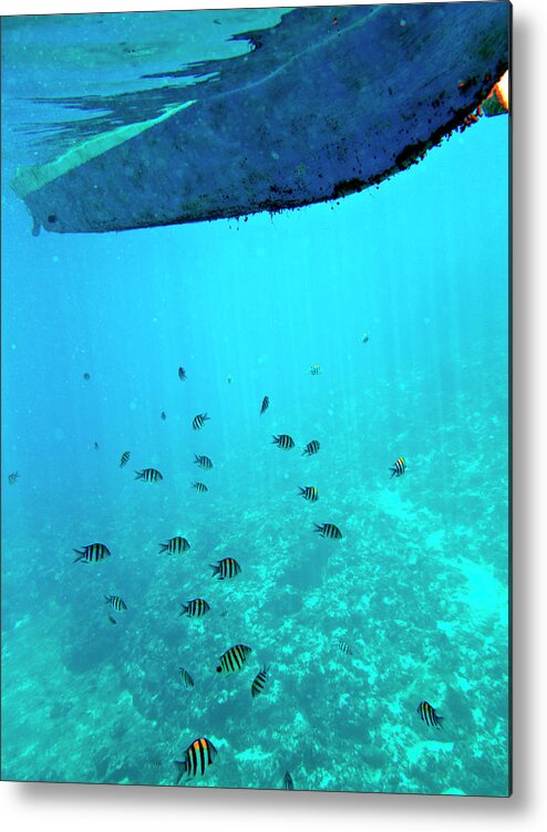 Underwater Metal Print featuring the photograph Tropical Fish by John Seaton Callahan