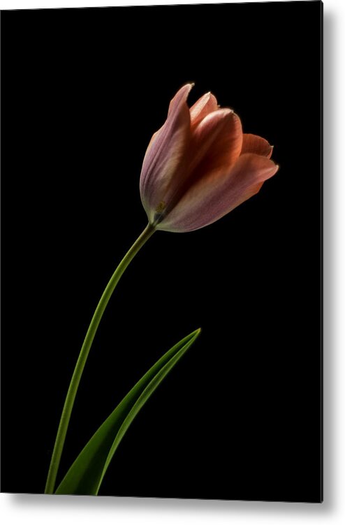 Still Life Metal Print featuring the photograph Tulip in quiet Light by Ron Roberts