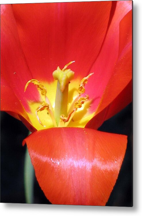 Tulip Metal Print featuring the photograph Tulips - Filled With Desire 08 by Pamela Critchlow