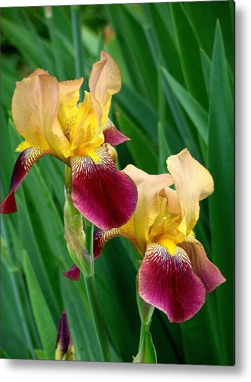 Fine Art Metal Print featuring the photograph Two Iris by Rodney Lee Williams