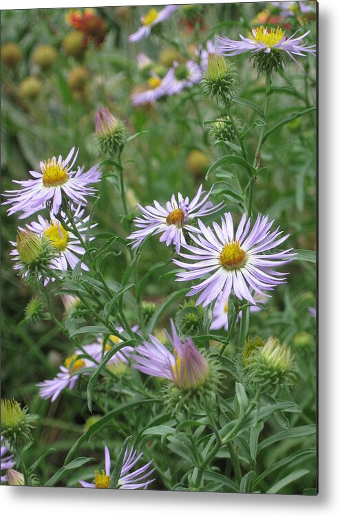 Asters Metal Print featuring the photograph Uplifted Asters by Ron Monsour