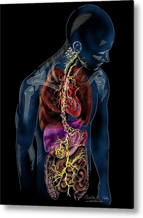 Nerve Metal Print featuring the photograph Vagus Nerve Anatomy by Nicolle R. Fuller/science Photo Library