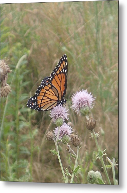 Viceroy Metal Print featuring the photograph Viceroy on Thistle by Robert Nickologianis
