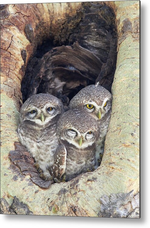 Owl Metal Print featuring the photograph Waiting For The Night! by Martin Groth