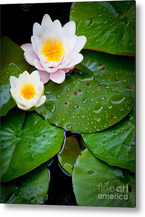 America Metal Print featuring the photograph Water Lily Study by Inge Johnsson