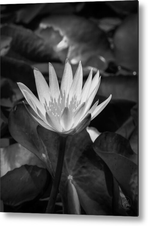 Water Lilies Metal Print featuring the photograph White Water Lily 001 BW by Lance Vaughn