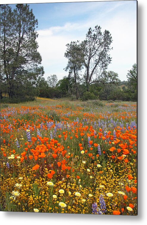 Wildflowers Metal Print featuring the photograph Wildflower Wonderland 2 by Lynn Bauer