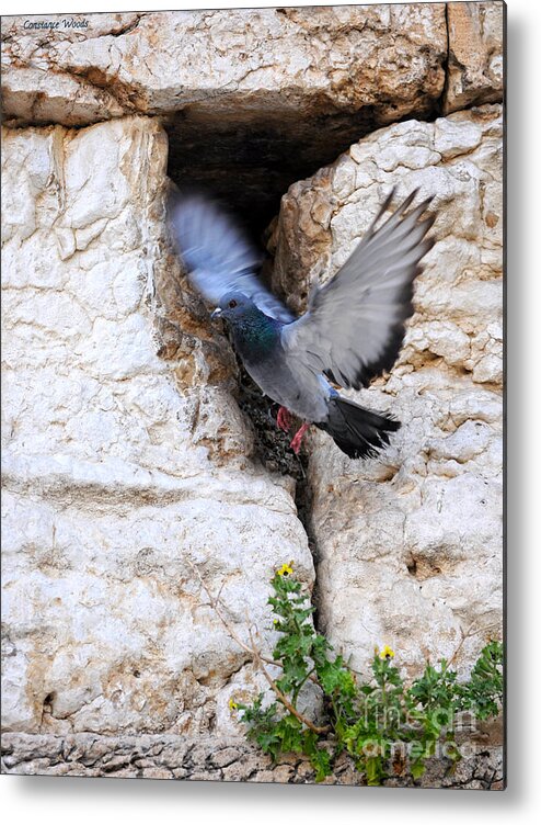 Peace Of Jerusalem Art Metal Print featuring the painting Wings Of Peace by Constance Woods