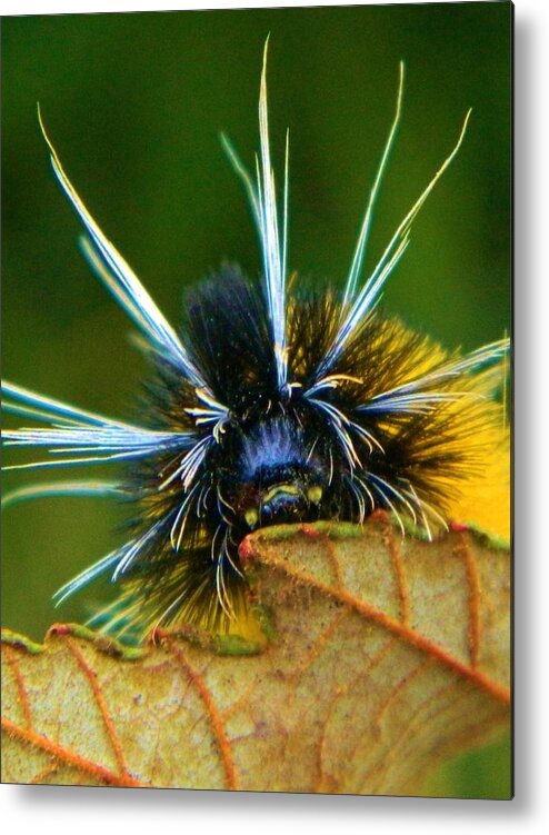 Nature Metal Print featuring the photograph Woolly Bear Up Close by Gallery Of Hope 