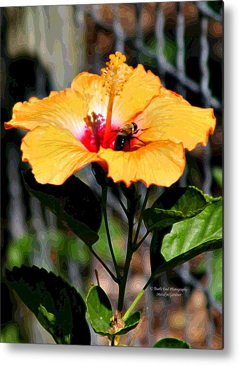 Yellow Metal Print featuring the photograph Yellow Bumble Bee Flower by Matalyn Gardner