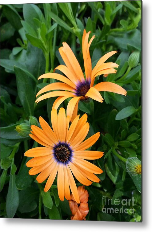 Diane Berry Metal Print featuring the photograph Yellow Cape Daisy by Diane E Berry