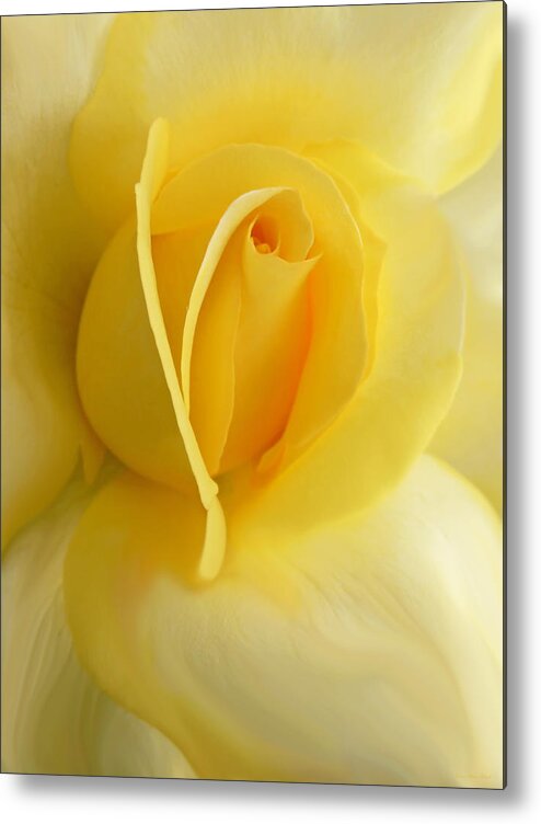 Rose Metal Print featuring the photograph Yellow Rose Portrait by Jennie Marie Schell