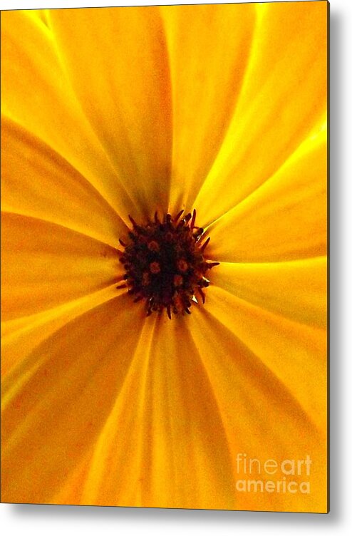 Osteospermum Metal Print featuring the photograph Yellow Splendour by Clare Bevan
