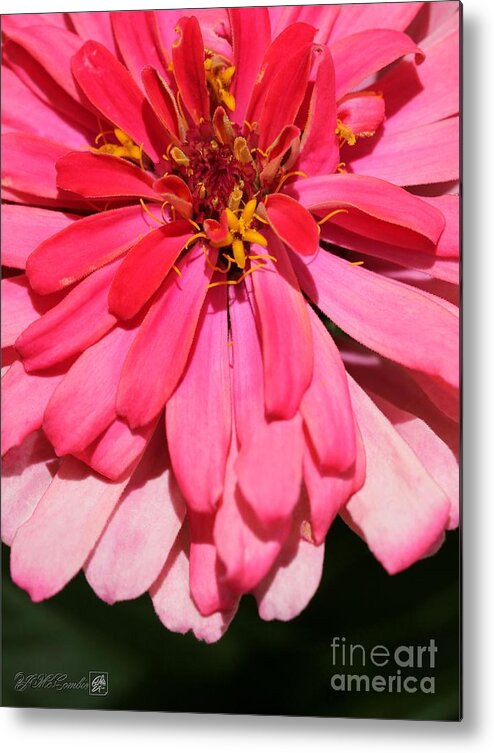 Mccombie Metal Print featuring the photograph Zinnia from the Whirlygig Mix by J McCombie