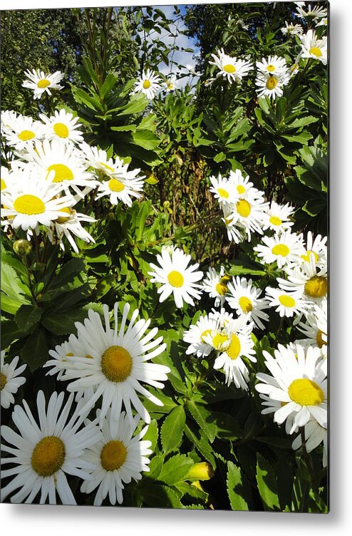 Flowers Metal Print featuring the photograph Crowd of Daisies #1 by Guy Ricketts