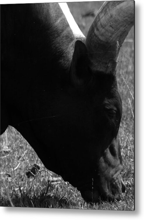 Bulls Metal Print featuring the photograph Florida Longhorn #1 by Pamela Stanford