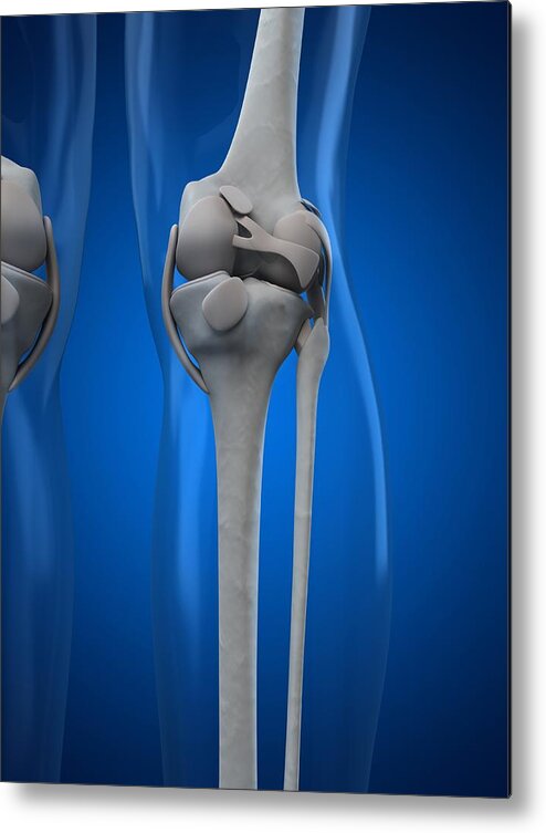 Vertical Metal Print featuring the digital art Knee Anatomy, Artwork #1 by Sciepro