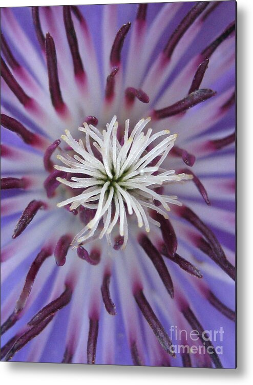 Flower Metal Print featuring the photograph Underrated by Tina Marie