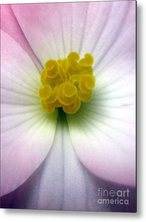 Flower Metal Print featuring the photograph Unguarded by Tina Marie