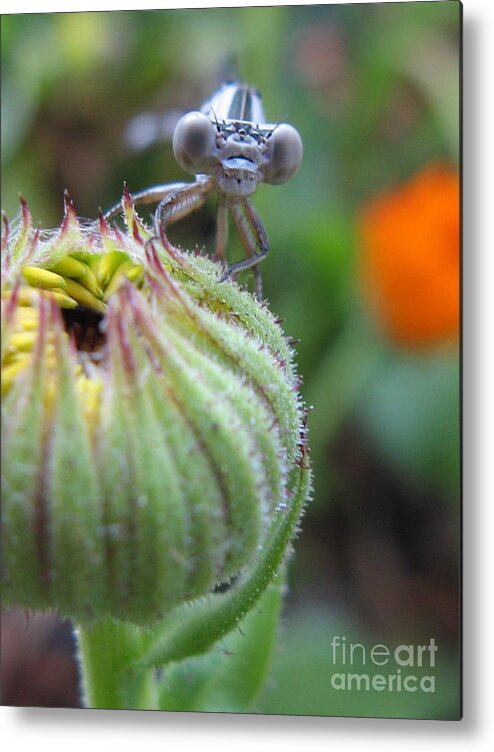 Dragonfly Metal Print featuring the photograph Whats Up #1 by Holy Hands