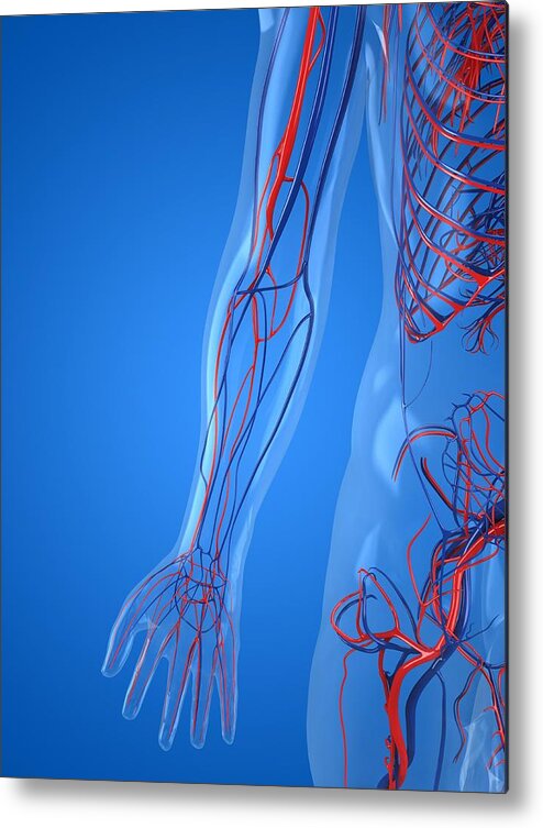 Vertical Metal Print featuring the photograph Vascular System, Artwork #10 by Sciepro