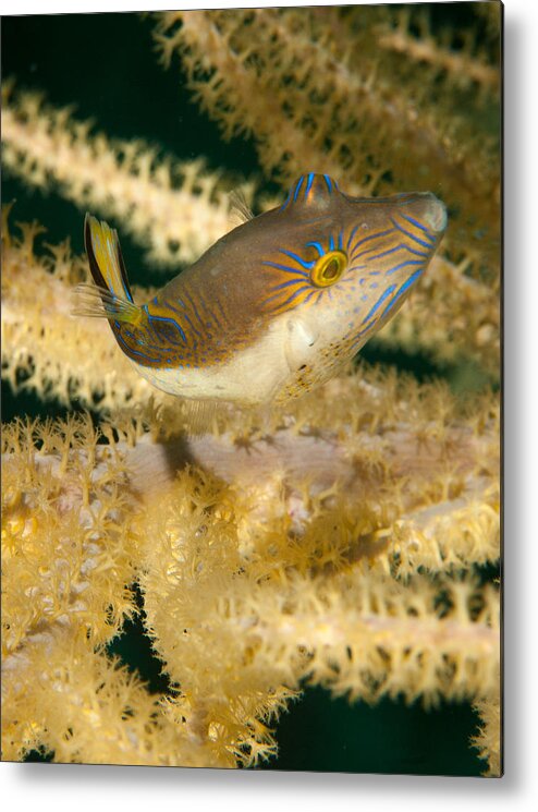 Sharp Nosed Puffer Metal Print featuring the photograph Puffer Acrobatics by Jean Noren