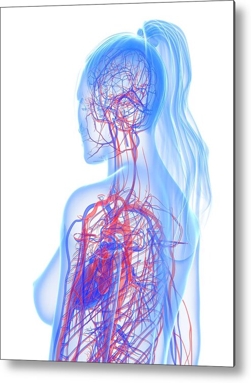 Vertical Metal Print featuring the digital art Cardiovascular System, Artwork #25 by Sciepro
