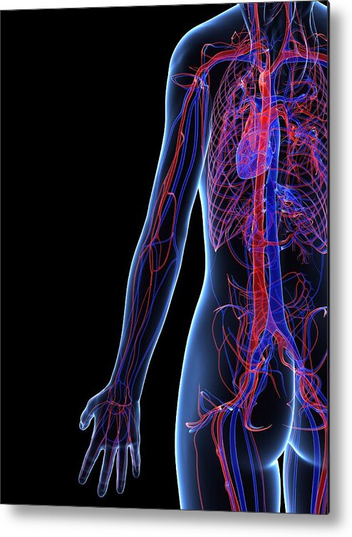 Vertical Metal Print featuring the digital art Cardiovascular System, Artwork #26 by Sciepro