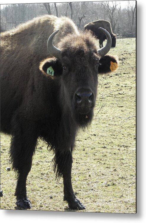 Buffalo Metal Print featuring the photograph Stare down #3 by Kim Galluzzo