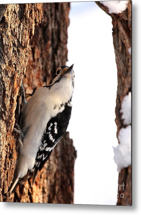 Nature Metal Print featuring the photograph Hairy Woodpecker #8 by Jack R Brock