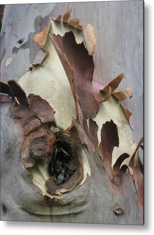 Trees Metal Print featuring the photograph A Bark In Time by Robert Margetts