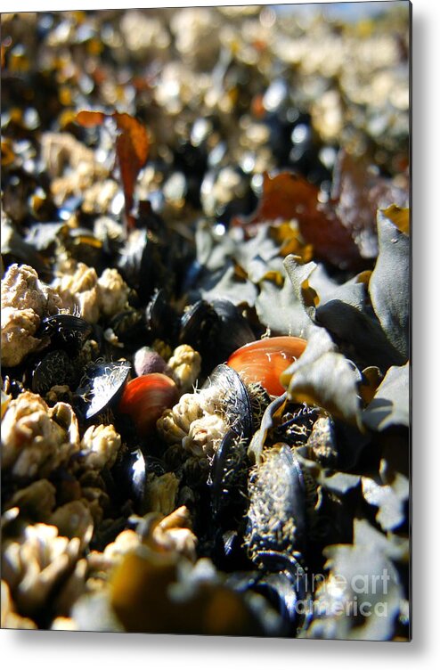 Ocean Metal Print featuring the photograph And Cockle Shells by KD Johnson