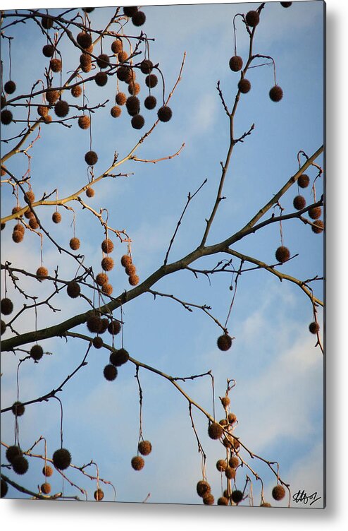 Seed Pods Metal Print featuring the photograph Baubles by Laura Hol Art