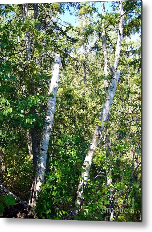 Birch Trees Metal Print featuring the photograph Birch Trees by Jim Sauchyn