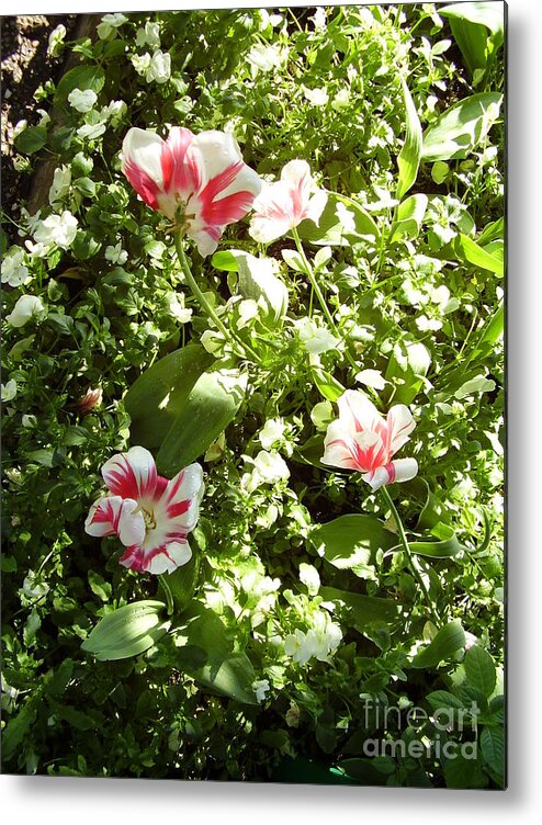 Flowers Metal Print featuring the photograph Blooming by Valerie Shaffer
