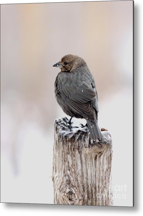 Nature Metal Print featuring the photograph Brown-headed Cowbird by Jack R Brock