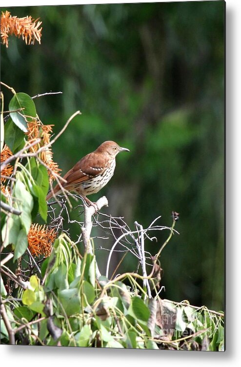 Nature Metal Print featuring the photograph Brown Tharsher by Jack R Brock