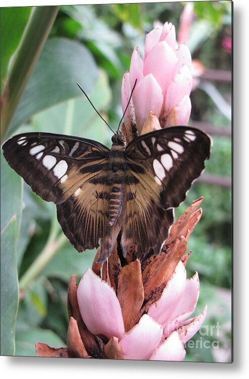 Butterflies Metal Print featuring the photograph Butterfly Pavilion1 by Michelle H