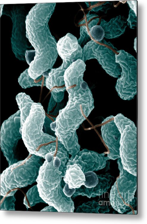 Campylobacter Bacteria Metal Print featuring the photograph Campylobacter Bacteria by Science Source