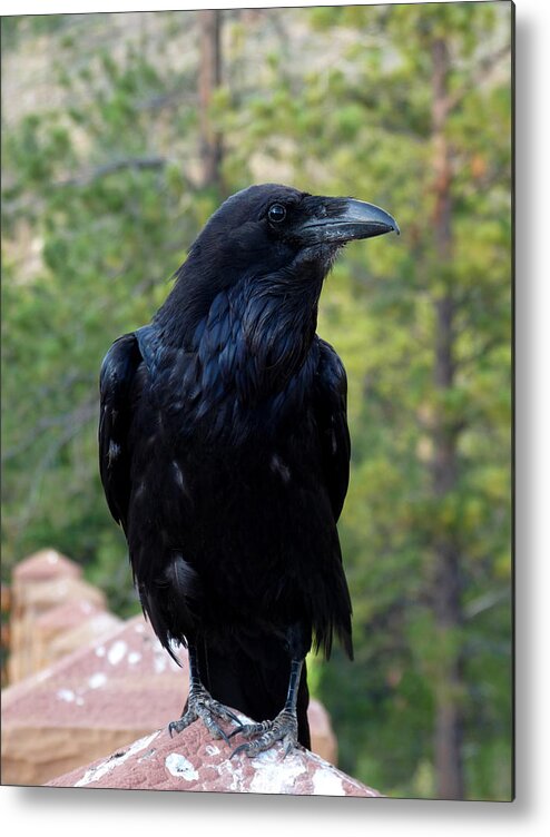 Bird Metal Print featuring the photograph Crow by Terry Eve Tanner