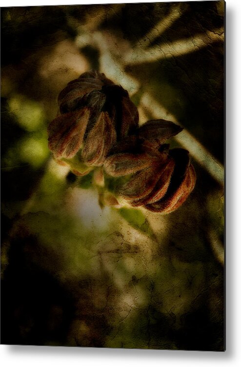 Dogwood Metal Print featuring the photograph Dogwood Buds by Bonnie Bruno