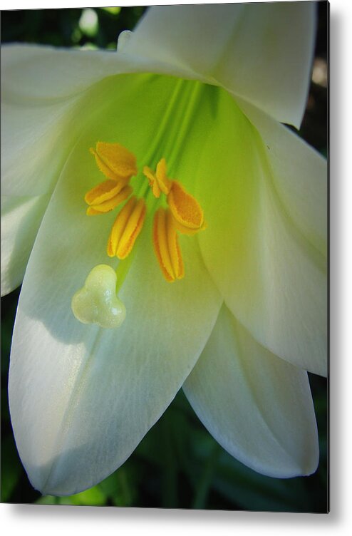 Lily Metal Print featuring the photograph Easter Lily by Stacy Michelle Smith