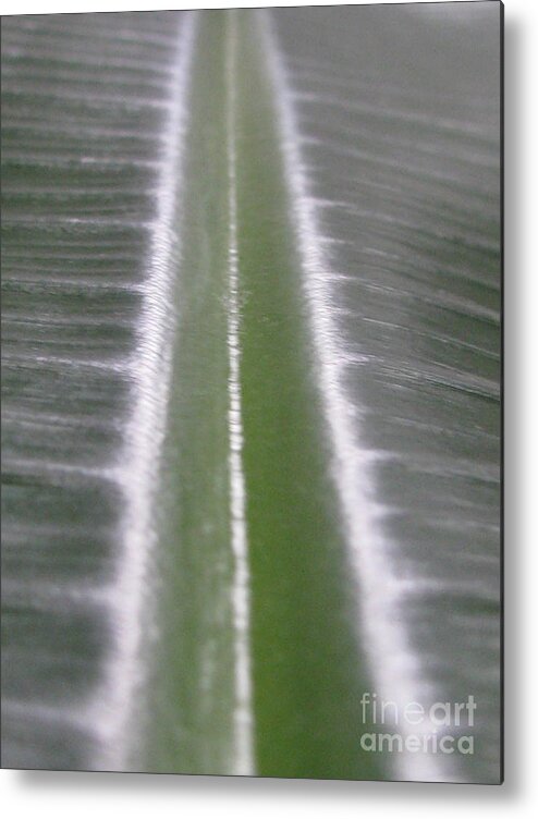 Flower Metal Print featuring the photograph Elongating by Tina Marie