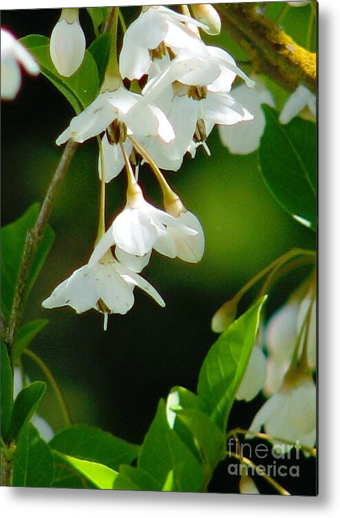 Flowers Metal Print featuring the photograph Faerie Bells 2 by Rory Siegel