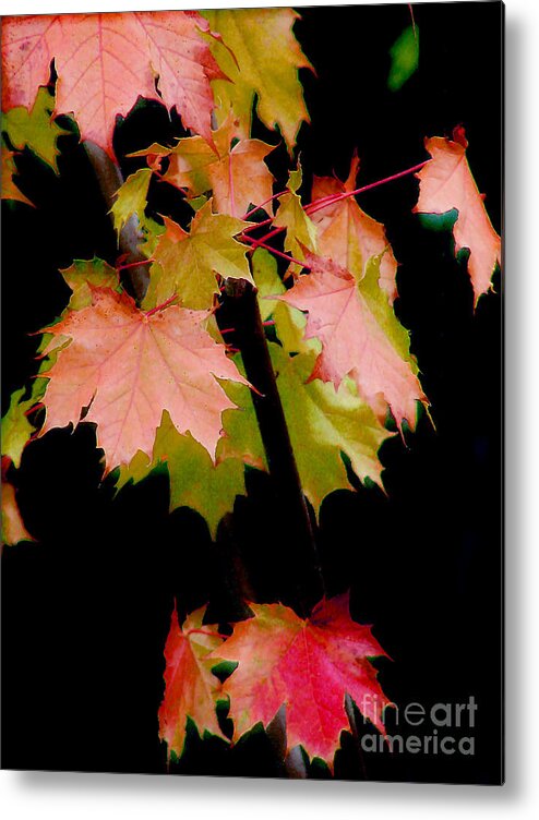 Leaf Metal Print featuring the photograph Fall Grandeur by Rory Siegel
