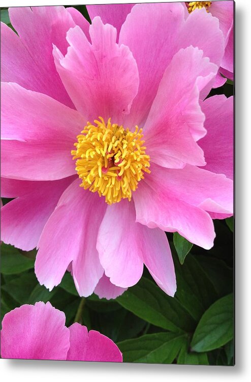 Anemone Metal Print featuring the photograph Fresh by Joseph Yarbrough