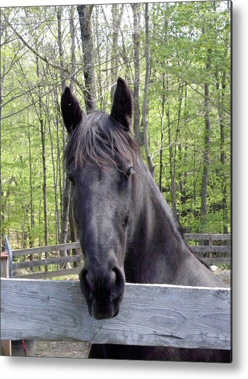 Friesian Horse Metal Print featuring the photograph Friesian alert by Kim Galluzzo Wozniak